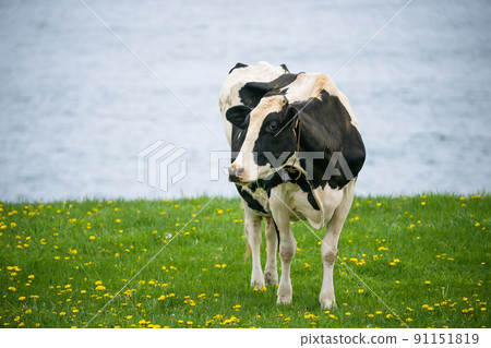Dairy cows eat grass at a ranch in Hokkaido Holstein ranch Dairy cows eat grass at a ranch in Hokkaido Holstein ranch 91151819