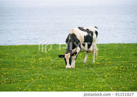 Dairy cows eat grass at a ranch in Hokkaido Holstein ranch Dairy cows eat grass at a ranch in Hokkaido Holstein ranch 91151827