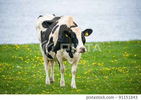 北海道荷斯坦牧場的奶牛吃草 北海道荷斯坦牧場的奶牛吃草 91151843