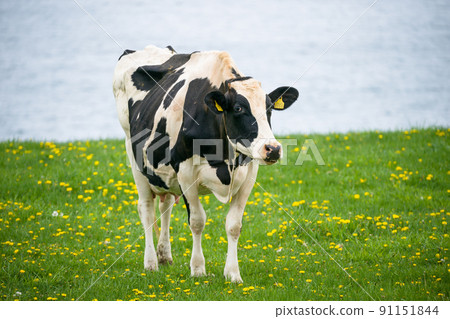 Dairy cows eat grass at a ranch in Hokkaido Holstein ranch 91151844