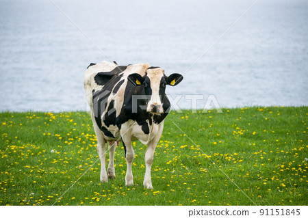 Dairy cows eat grass at a ranch in Hokkaido Holstein ranch 91151845