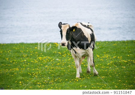 北海道荷斯坦牧場的奶牛吃草 91151847