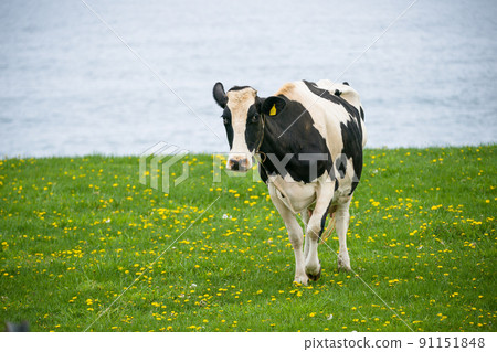 北海道荷斯坦牧場的奶牛吃草 91151848