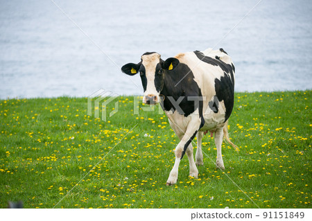 Dairy cows eat grass at a ranch in Hokkaido Holstein ranch 91151849
