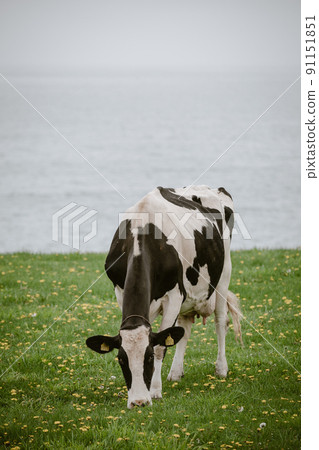 北海道荷斯坦牧場的奶牛吃草 91151851