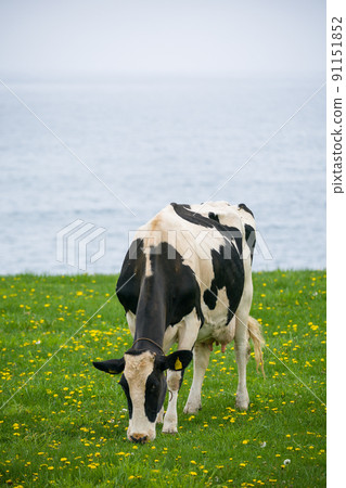 北海道荷斯坦牧場的奶牛吃草 91151852