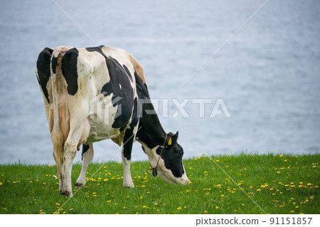 北海道荷斯坦牧場的奶牛吃草 91151857