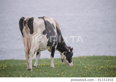 北海道荷斯坦牧場的奶牛吃草 北海道荷斯坦牧場的奶牛吃草 91151858