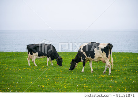 Dairy cows eat grass at a ranch in Hokkaido Holstein ranch 91151871