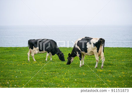 Dairy cows eat grass at a ranch in Hokkaido Holstein ranch 91151873