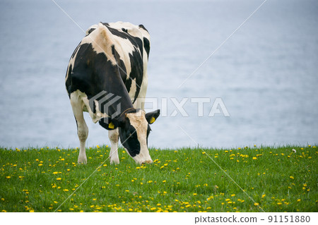 Dairy cows eat grass at a ranch in Hokkaido Holstein ranch 91151880