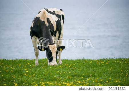 Dairy cows eat grass at a ranch in Hokkaido Holstein ranch 91151881