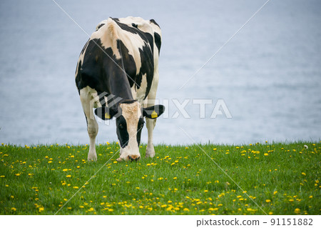Dairy cows eat grass at a ranch in Hokkaido Holstein ranch Dairy cows eat grass at a ranch in Hokkaido Holstein ranch 91151882