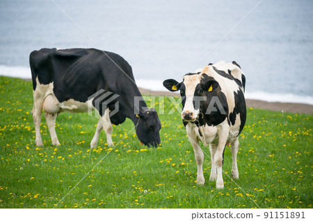 Dairy cows eat grass at a ranch in Hokkaido Holstein ranch Dairy cows eat grass at a ranch in Hokkaido Holstein ranch 91151891