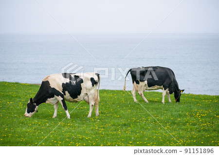 Dairy cows eat grass at a ranch in Hokkaido Holstein ranch Dairy cows eat grass at a ranch in Hokkaido Holstein ranch 91151896