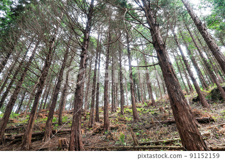 Natural scenery image of trail running course 91152159