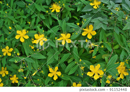 黃色金絲桃花（夏季，六月） 91152448