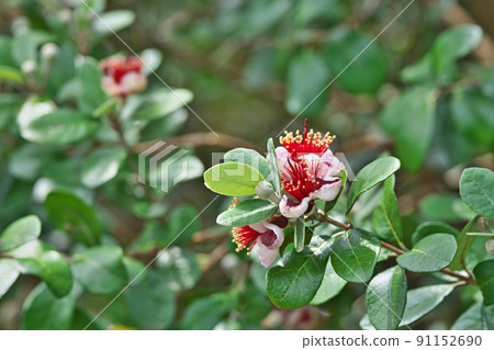 Red and white feijoa flowers (summer, June) Red and white feijoa flowers (summer, June) 91152690
