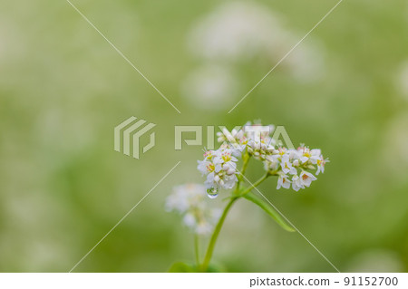Buckwheat flowers 91152700