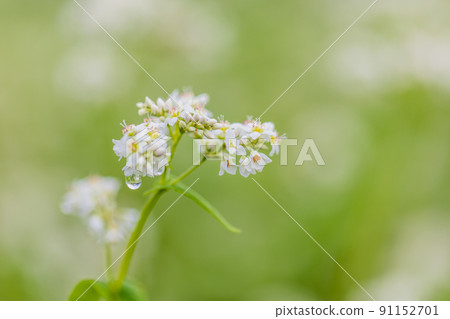 Buckwheat flowers Buckwheat flowers 91152701