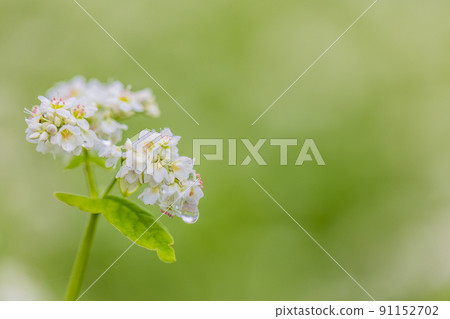 Buckwheat flowers Buckwheat flowers 91152702