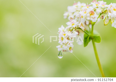 Buckwheat flowers 91152704