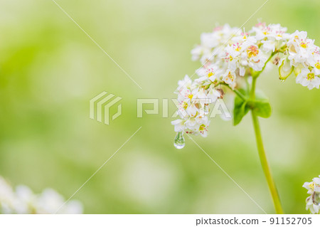 Buckwheat flowers 91152705