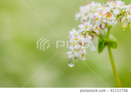 Buckwheat flowers Buckwheat flowers 91152706
