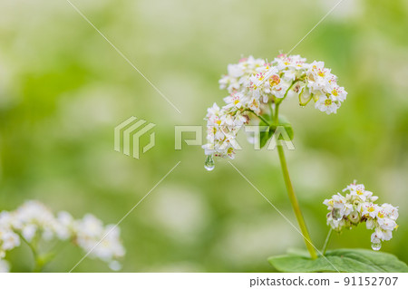 Buckwheat flowers Buckwheat flowers 91152707