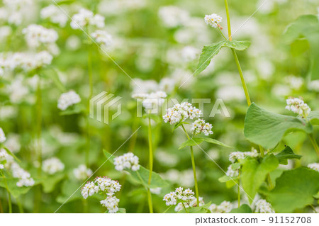 Buckwheat flowers 91152708