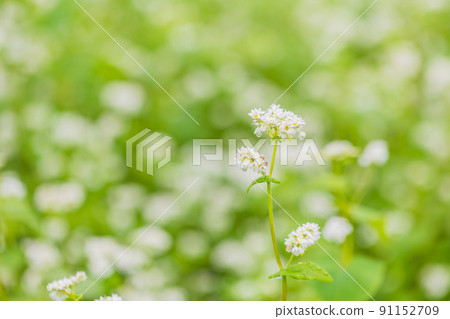 Buckwheat flowers Buckwheat flowers 91152709