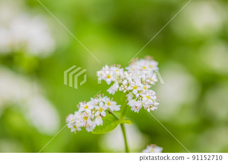 Buckwheat flowers 91152710