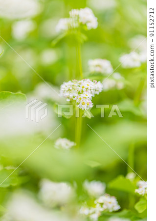 Buckwheat flowers 91152712
