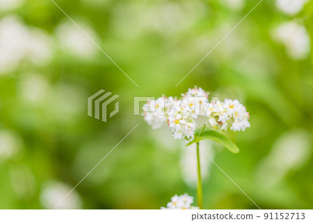 Buckwheat flowers 91152713