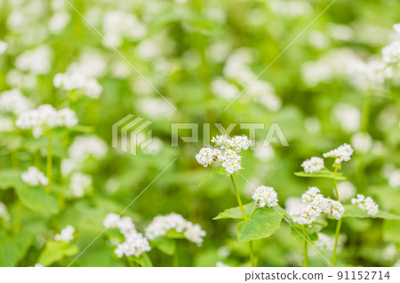 Buckwheat flowers 91152714