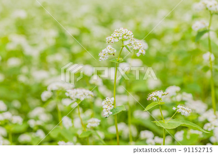 Buckwheat flowers 91152715