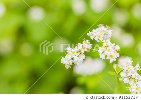 Buckwheat flowers 91152717