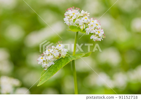 Buckwheat flowers 91152718