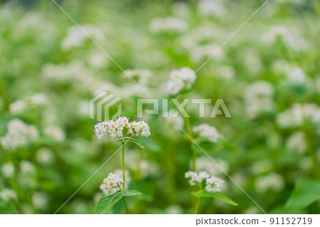 Buckwheat flowers 91152719