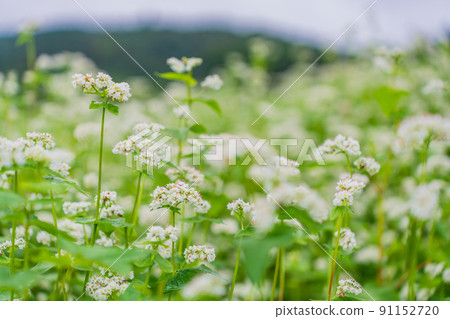 Buckwheat flowers 91152720