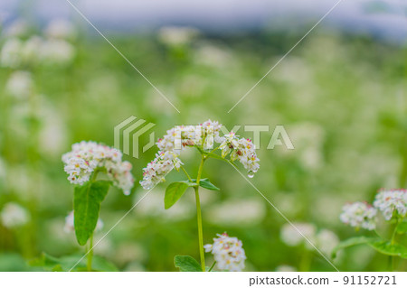 Buckwheat flowers 91152721