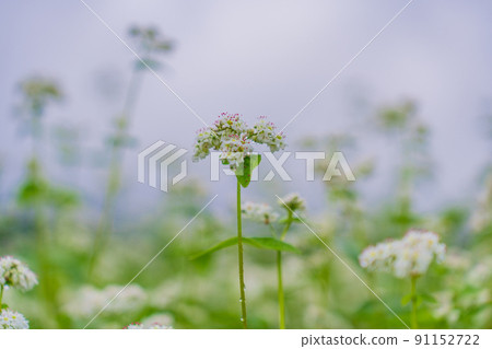 Buckwheat flowers 91152722