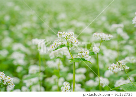 Buckwheat flowers 91152725