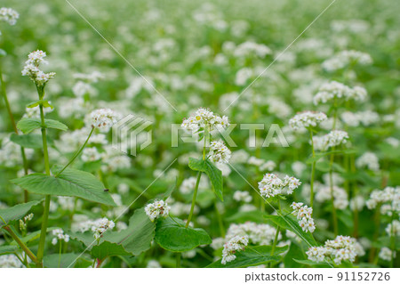 Buckwheat flowers 91152726