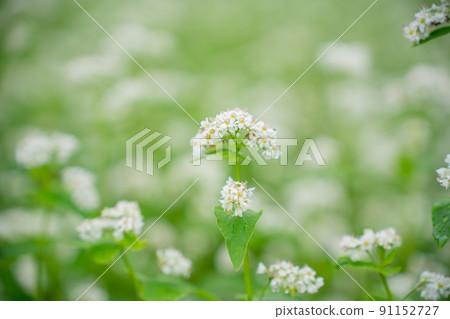 Buckwheat flowers 91152727
