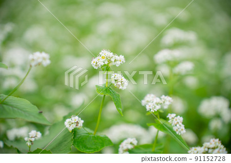 Buckwheat flowers 91152728
