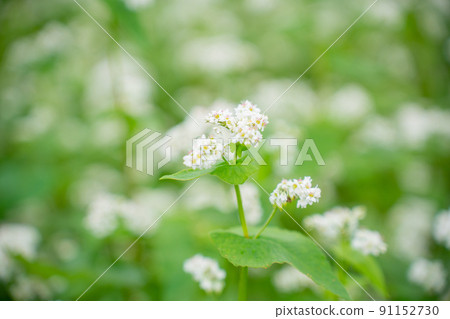 Buckwheat flowers 91152730