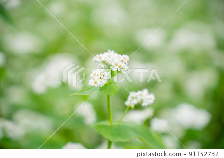Buckwheat flowers 91152732