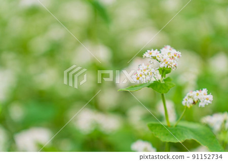 Buckwheat flowers 91152734