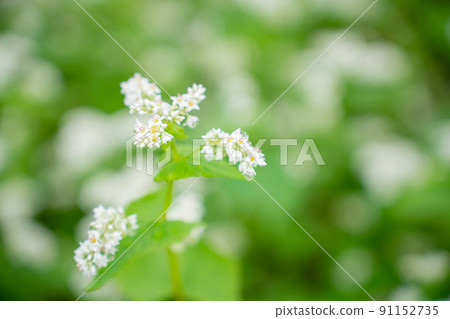 Buckwheat flowers Buckwheat flowers 91152735